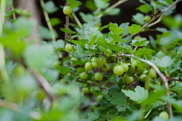 Gooseberries on a branch. Green berries with leaves on a gooseberry bush.