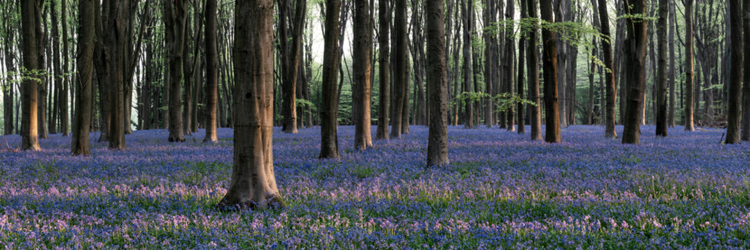 Sea of Bluebells in Micheldever forest