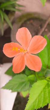close up shot of orange color Hibiscus Hirtus flower plant, orange Wild Lesser Mallow, Lesser Mallow. species of hibiscus found in India with blurred background