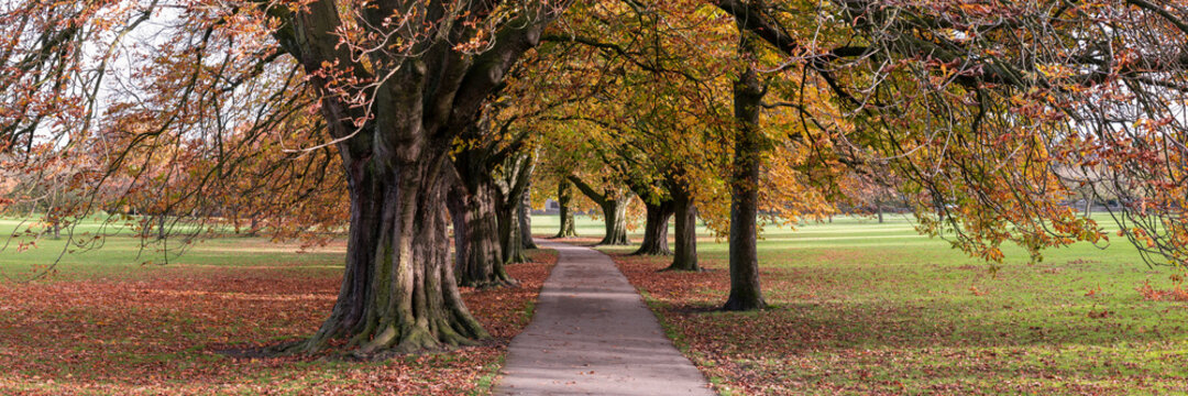 Harrogate stray in Autumn