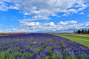 Obraz na płótnie Canvas 青空バックに満開のブルーサルビアと十勝連峰のコラボ情景＠富良野、北海道