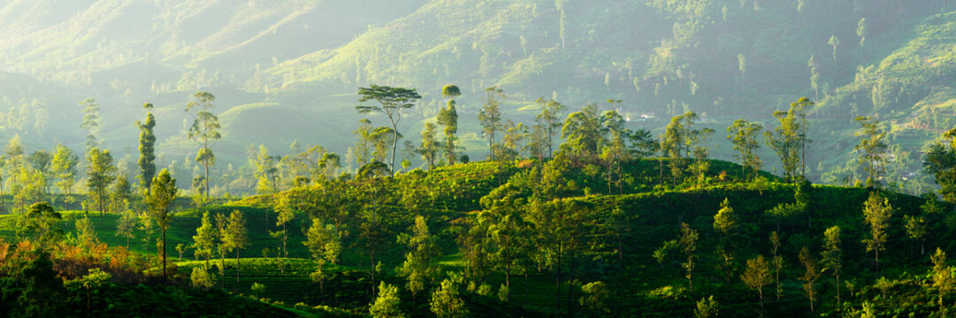 Sri Laka Tea Plantation