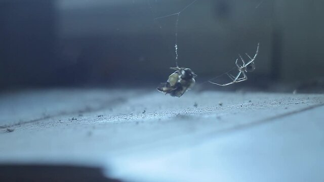 The spider caught the bee on the windowsill in the web! The spider tries to get the bee and wrap it in a web.
