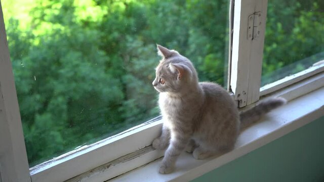 Curious Scottish straight cat walks on theon old narrow windowsill. Cat clapping paws.