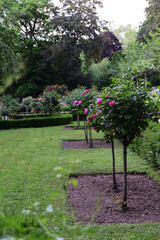 rosengarten in neuss, deutschland