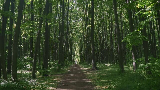 Walking Through Dense Forest Path