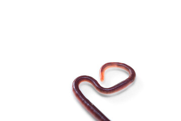 Close-up macro photo of earthworm isolated on white background. Studio light made to show how it look beautiful by their smooth shiny tube shape anatomy.