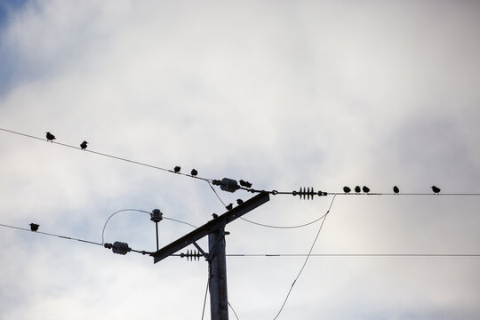 Starlings on telephone wires