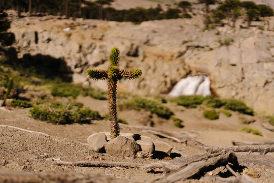 Araucaria With Cross Shape