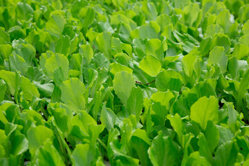 Fototapeta na wymiar Greenhouse with rows of ripe green spinach plants closeup