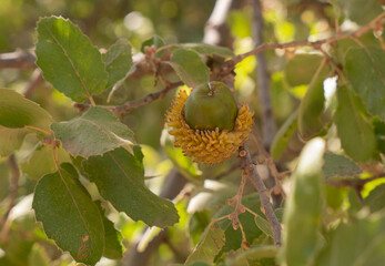Oak acorn on the branch. Oak branch with green leaves and acorns on a sunny day. Oak tree in...