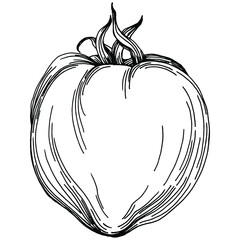 Tomato isolated elements. Vegetables sketch vector illustration. Engraved style. Product on the agricultural market. The best situated for design menu, label, badges, banners and promotion. 