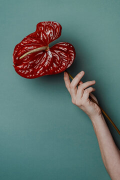 Anthurium Flower