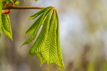 Green Chestnut Leaves in beautiful light. Spring season, spring colors.
