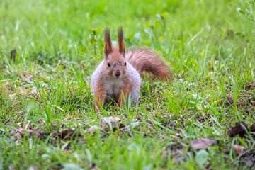 Naklejka na ściany i meble Squirrel sitting in green grass. Eurasian Red squirrel sitting in grass against bright green background