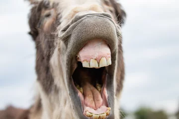 Fotobehang donkey teeth © scott