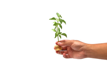 Fototapeta na wymiar hand holding seedlings from planting