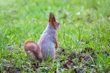 Squirrel sitting in green grass. Eurasian Red squirrel sitting in grass against bright green background