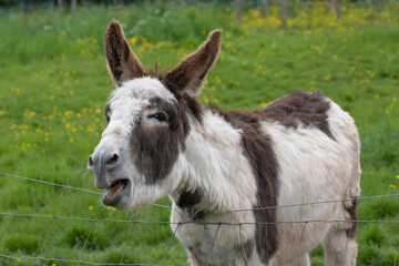 donkey in the meadow