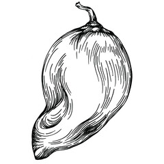 Pepper vegetables sketch vector illustration. Engraved style. Product on the agricultural market. The best situated for design menu, label, badges, banners and promotion. 