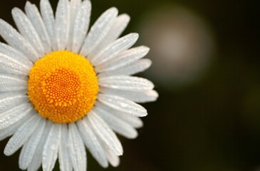 Fototapeta premium Spring.