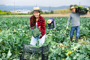 Woman carries a box of broccoli on a farm field