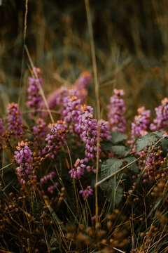 Purple Blossom