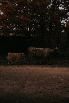 Cattle and Calf 