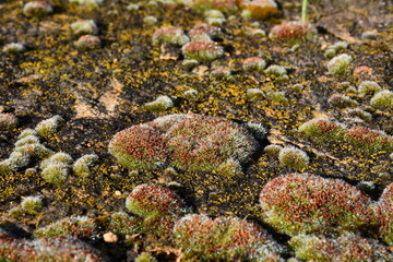 The male plants of moss Polytrichum commune in the drops of morning dew.