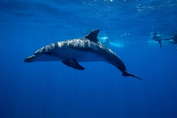 Foto op Plexiglas ボニンブルーの海を泳ぐミナミハンドウイルカ © shota