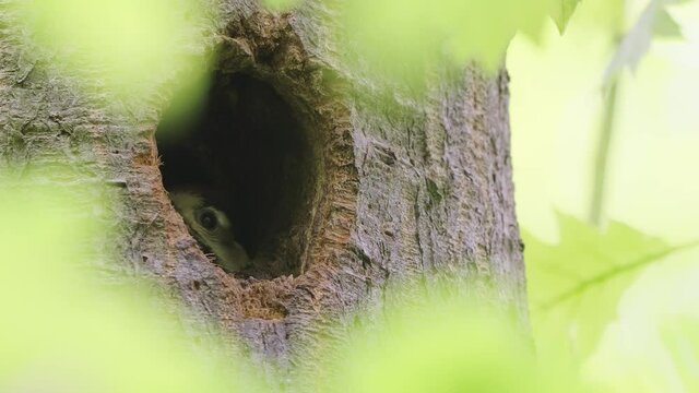 BIRDS - Great spotted woodpecker seen in nest hole in tree, close up