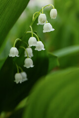 Beautiful lily-of-the-valley flowers outdoors, closeup