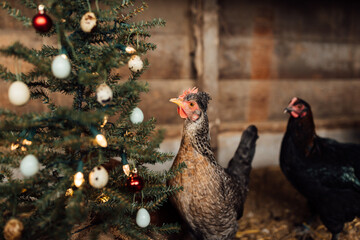 Rocking Around the Chicken Coop
