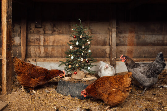 Rocking Around the Chicken Coop