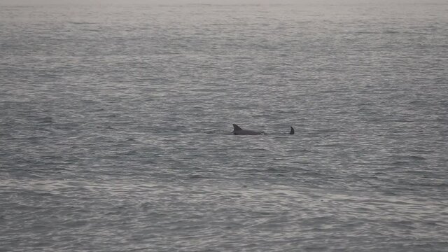 A Pod Of Dolphins Swim And Breach In Ocean Swells As Seagulls Fly And Float Nearby.