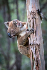 Koala in Eucalypt tree