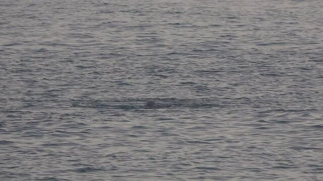 Dolphins frolic in the ocean as a pair of dolphins copulate.