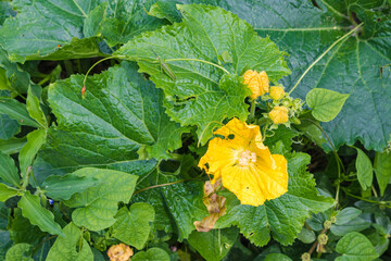 pumpkin flower Cucurbita moschata Decne