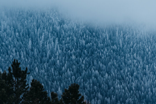 Snow Covered Trees In The Winter During Blue Hour