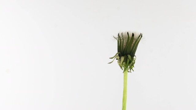 Dandelion Seed Blossom Timelapse on a white Background. Blooming dandelion flower open, time lapse, close-up. Love, spring, design backdrop. Macro. 4K video timelapse