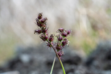 小笠原　外来種　シンクリノイガ