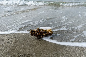 海岸に流れ着いたプラスチックごみ　カメノテ
