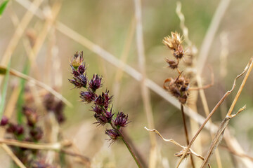 小笠原　外来種　シンクリノイガ