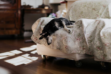 Dog sleeping in a funny positions on couch
