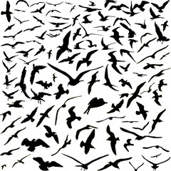 huge seagulls collection isolated on white