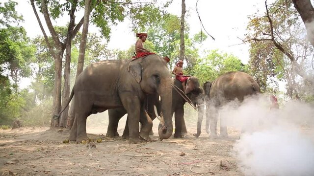 Elephant mahout portrait. The Kuy (Kui) People of Thailand and Elephant Ritual Making or Wild Elephant Catching in forest. Mahout shepherd Elephant in forest at Elephant Village Thailand. Conservation