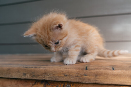 Tiny Orange Kitten