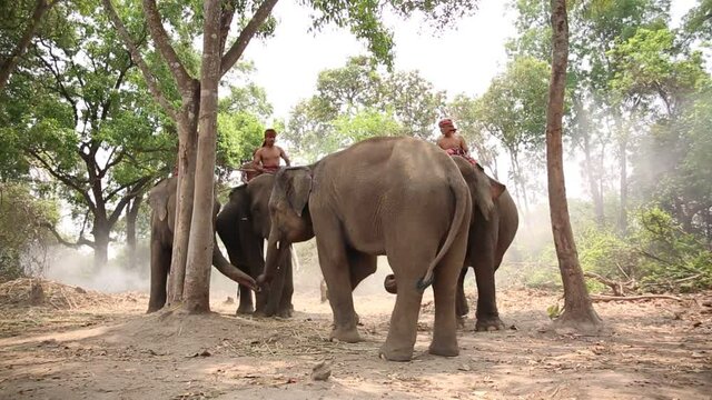 Elephant mahout portrait. The Kuy (Kui) People of Thailand and Elephant Ritual Making or Wild Elephant Catching in forest. Mahout shepherd Elephant in forest at Elephant Village Thailand. Conservation