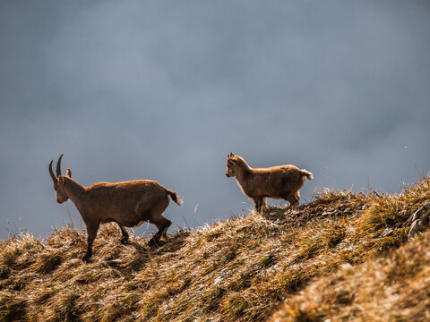 Ibex family on a ridge in the mountains