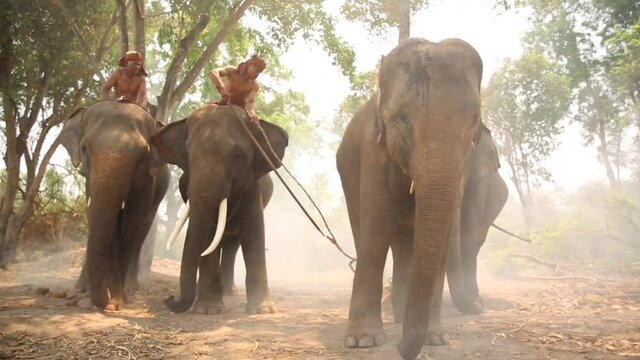 Elephant mahout portrait. The Kuy (Kui) People of Thailand and Elephant Ritual Making or Wild Elephant Catching in forest. Mahout shepherd Elephant in forest at Elephant Village Thailand. Conservation